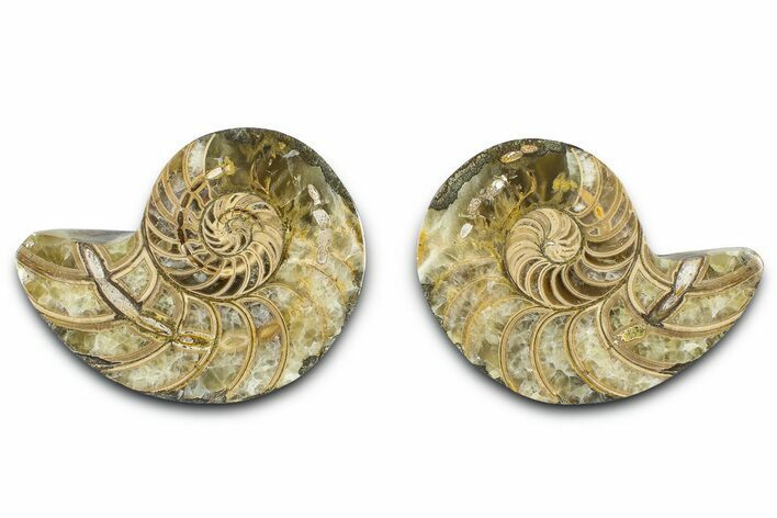 Jurassic Cut & Polished Nautilus (Cymatoceras) Fossil -Madagascar #365513